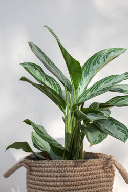 Купить Aglaonema Silver Bay