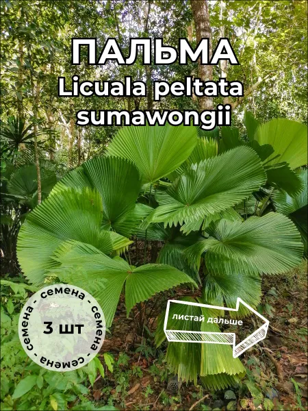 Пальма Ликуала Licuala peltata var. sumawongii семена 3 штуки