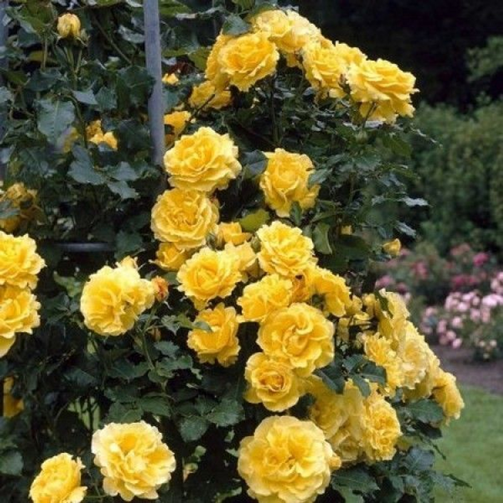 Роза Сантана (плетистая) 3 года