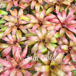 Неорегелия SUN GOLD