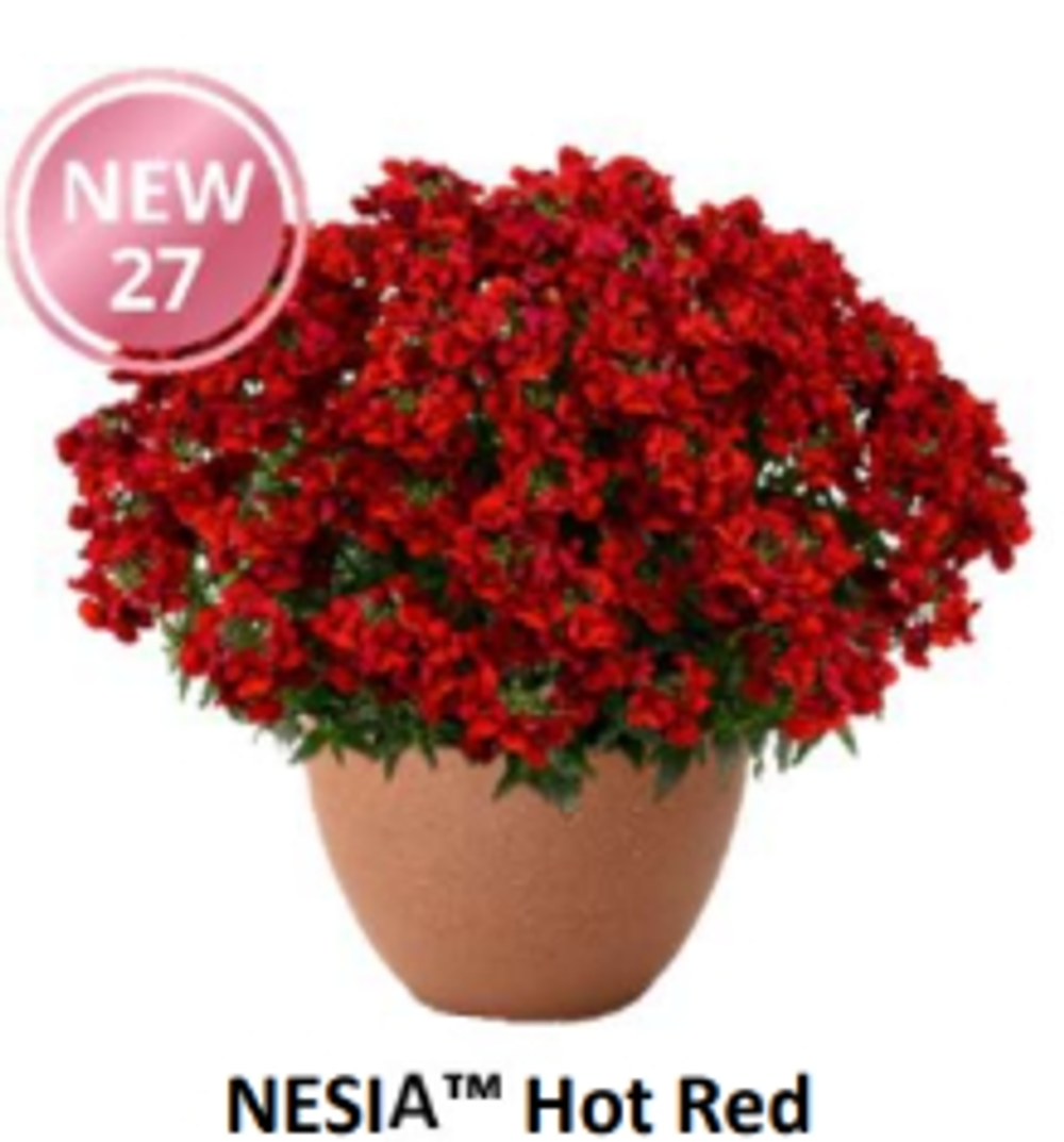 НОВИНКА 2027 ЕВРО Немезия Nesia Hot Red укорененный ЕВРО черенок НАЧАЛО ЯНВАРЯ поставка 5