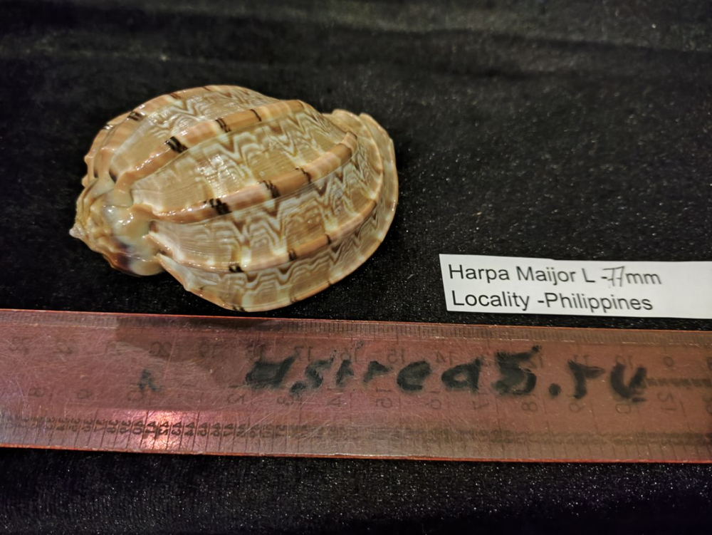 Харпа Майор "50-95-100мм"