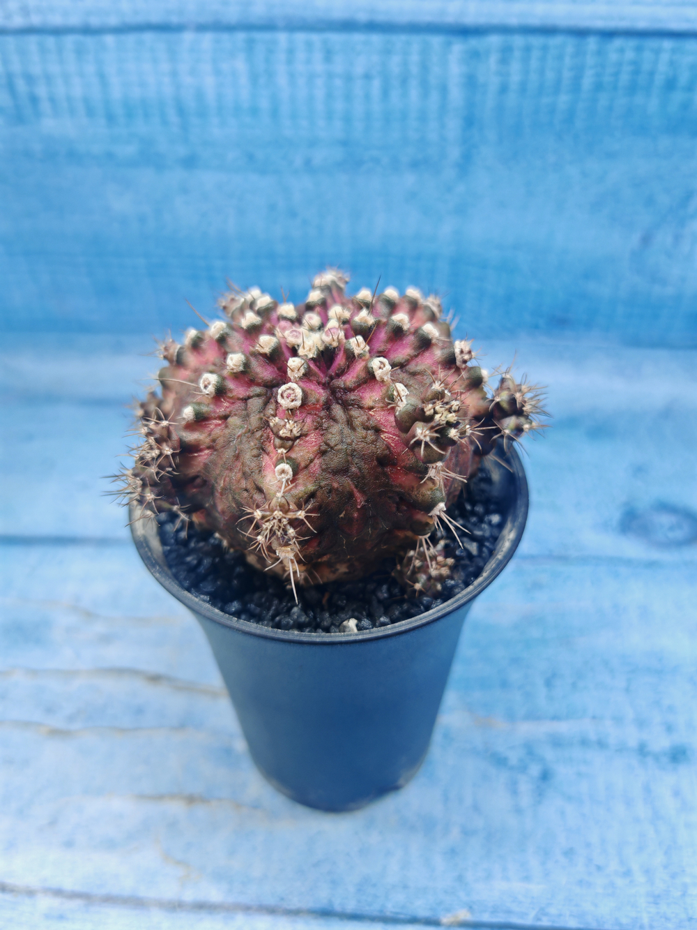 Gymnocalycium T-Rex Pink hybrid (Гимнокалициум)