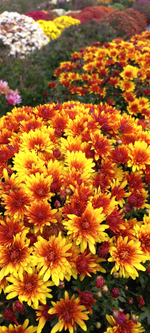N188 BOREALIE ORANGE