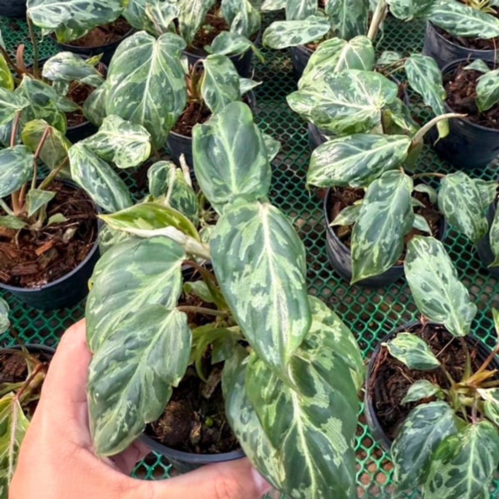 Филодендрон GLORIOSUM MUT