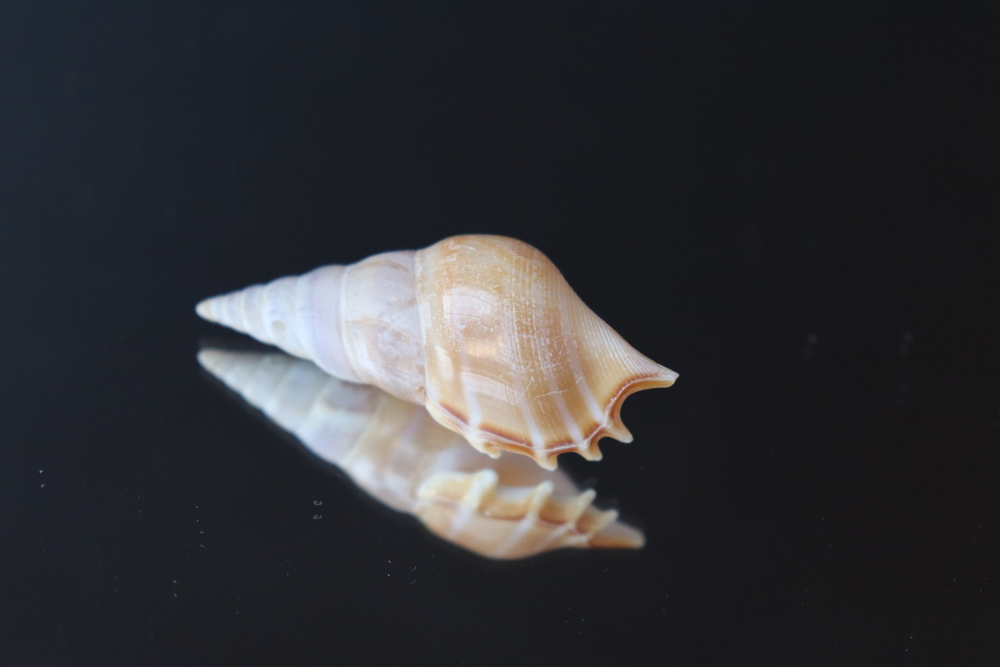 Ракушка тибия деликатула (Rostellariella delicatula)