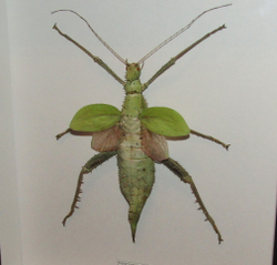 Палочник Heteropterix dilatata в рамке