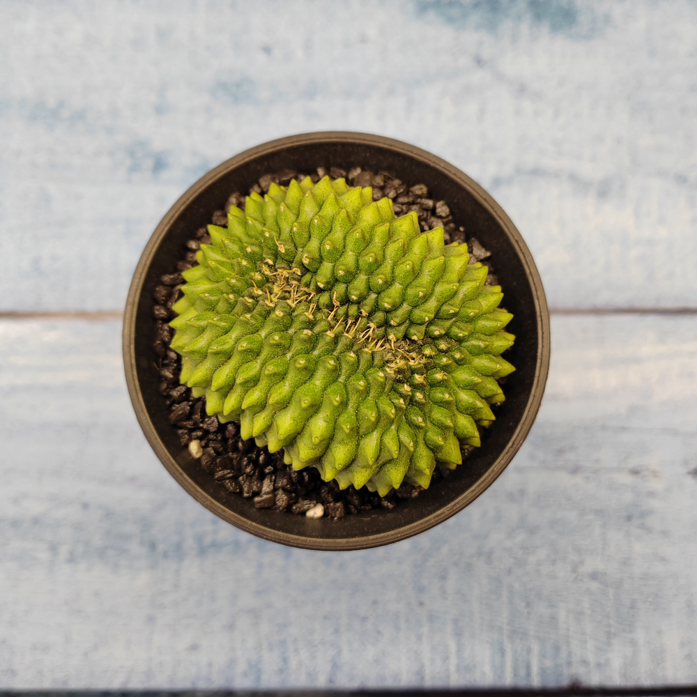 Gymnocalycium Spineless Crested form (Гимнокалициум Кристатный)