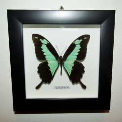 Бабочка Papilio phorcas самец в рамке