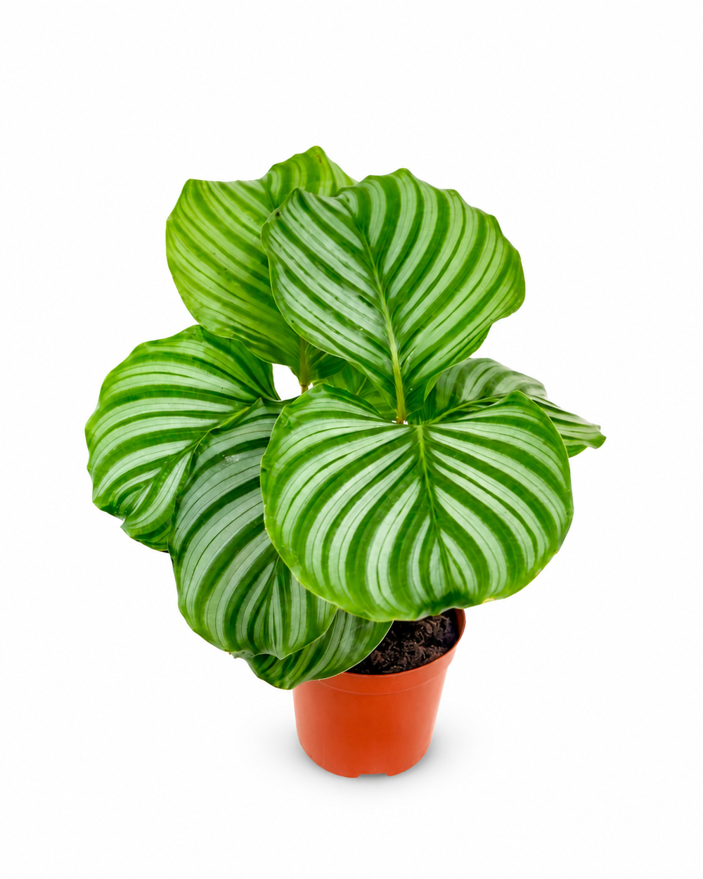 Калатея "Орбифолия"
