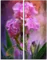 Модульная картина "Малиновый ирис"