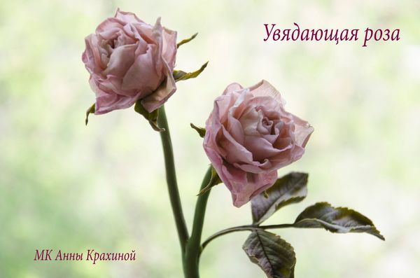 Увядающая роза из холодного фарфора. Часть 1. МК Анны Крахиной. Увядающая роза из холодного фарфора. Часть 1. МК Анны Крахиной.