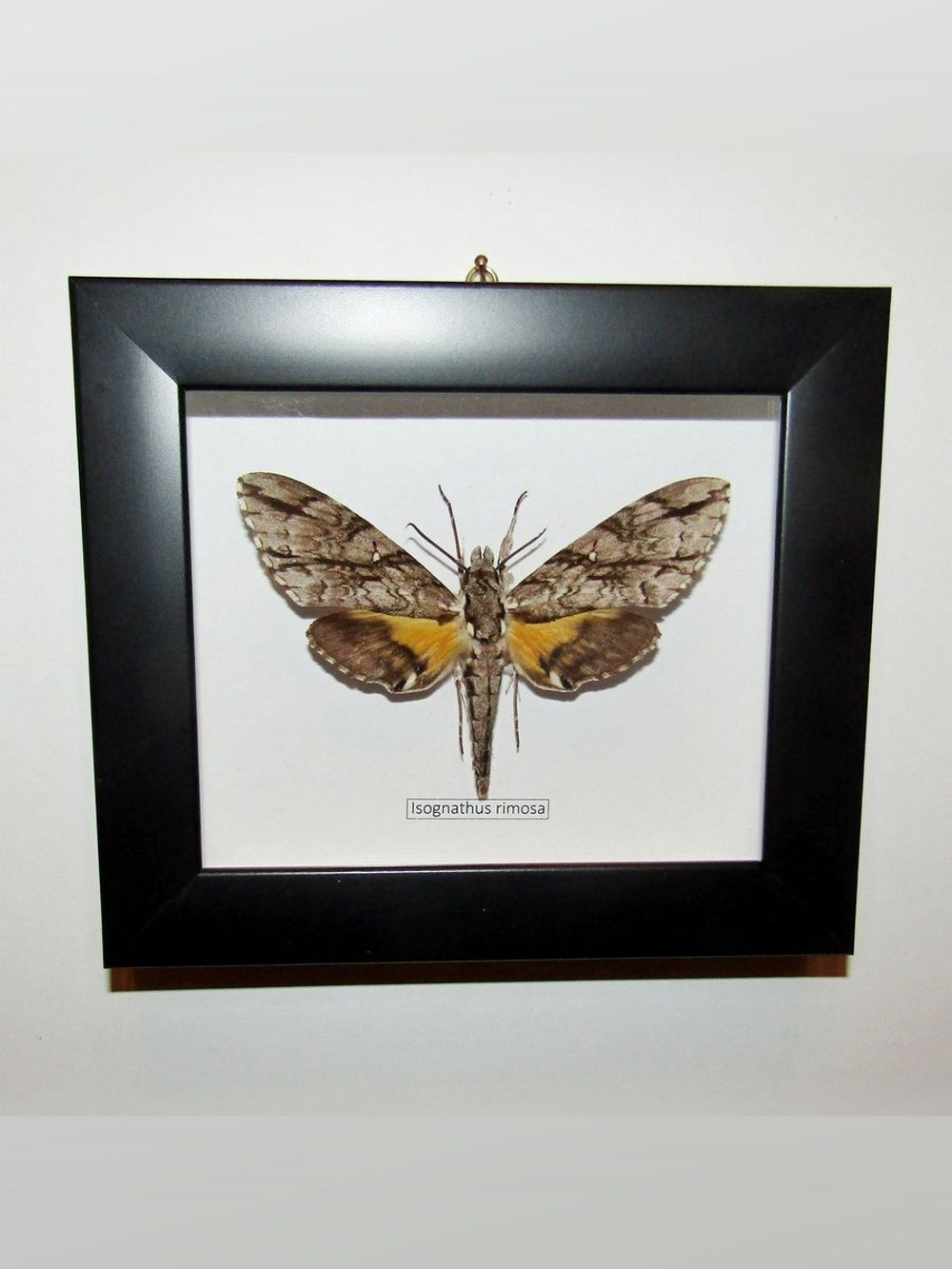 Бражник Isognathus rimosa в рамке
