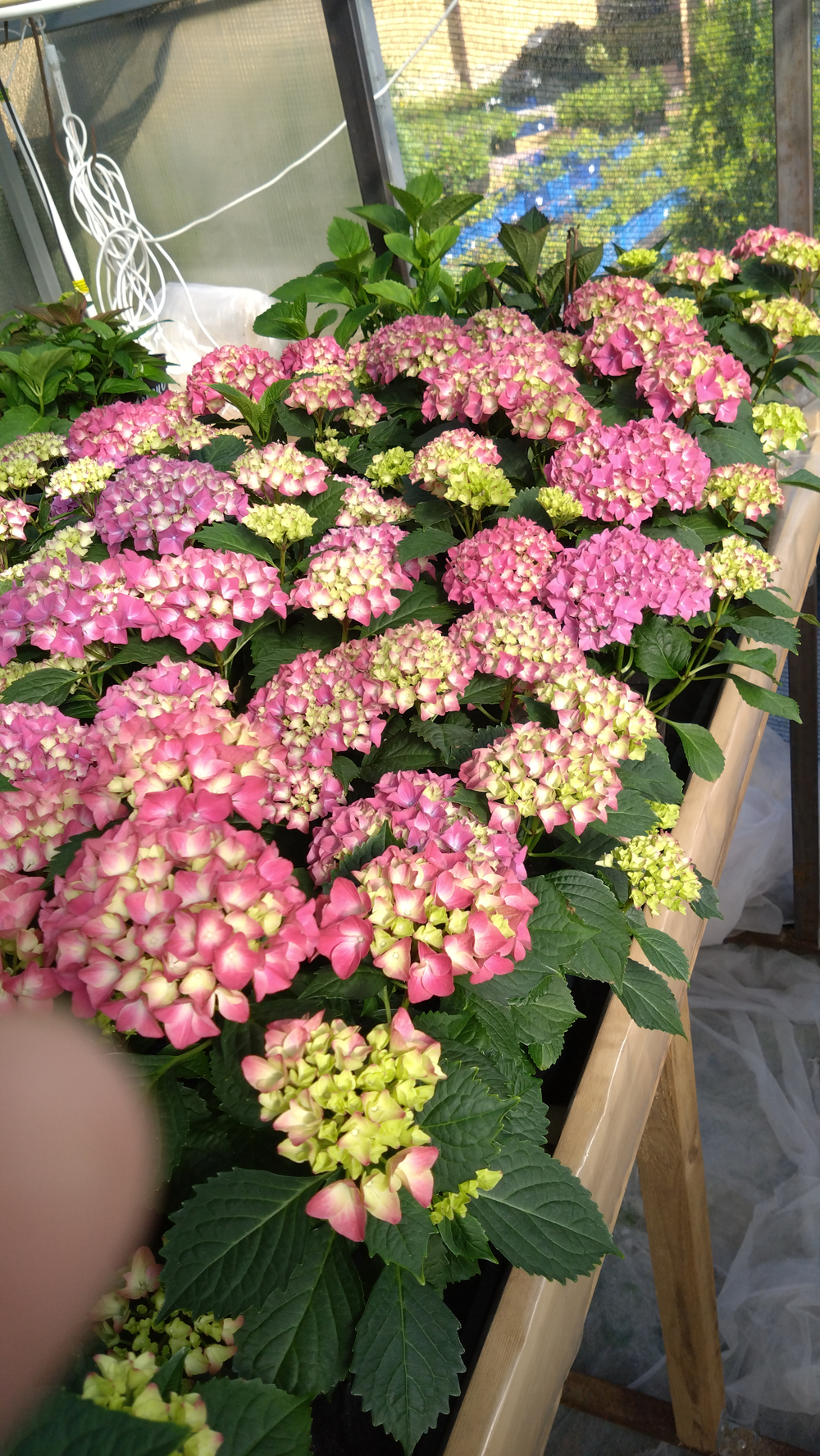 Таблетензия пинк (Tabletensia Pink) С7.5 (7.5л.) в наличии