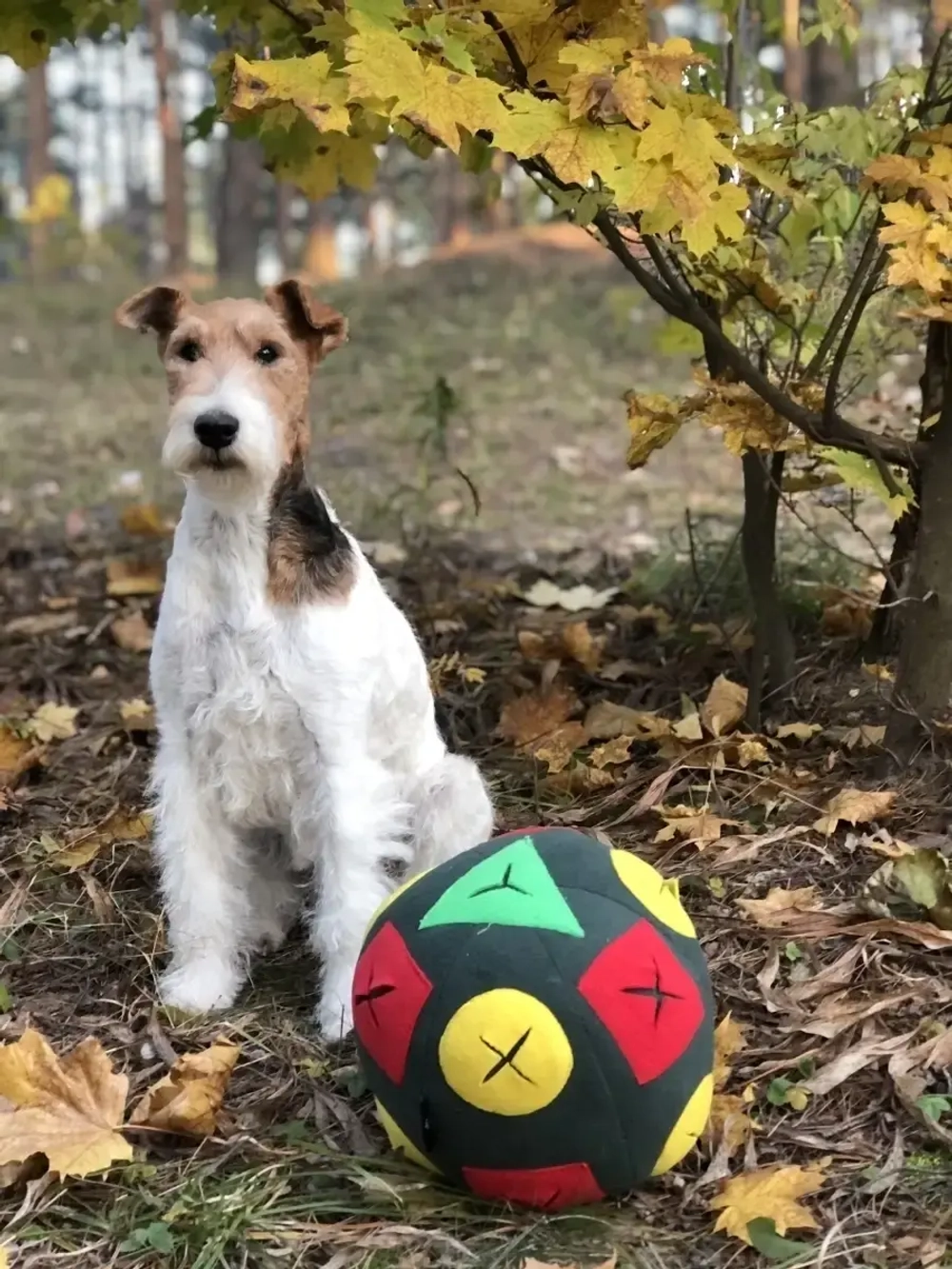 Игрушка для собак Мяч для собак Игровой коврик для собак