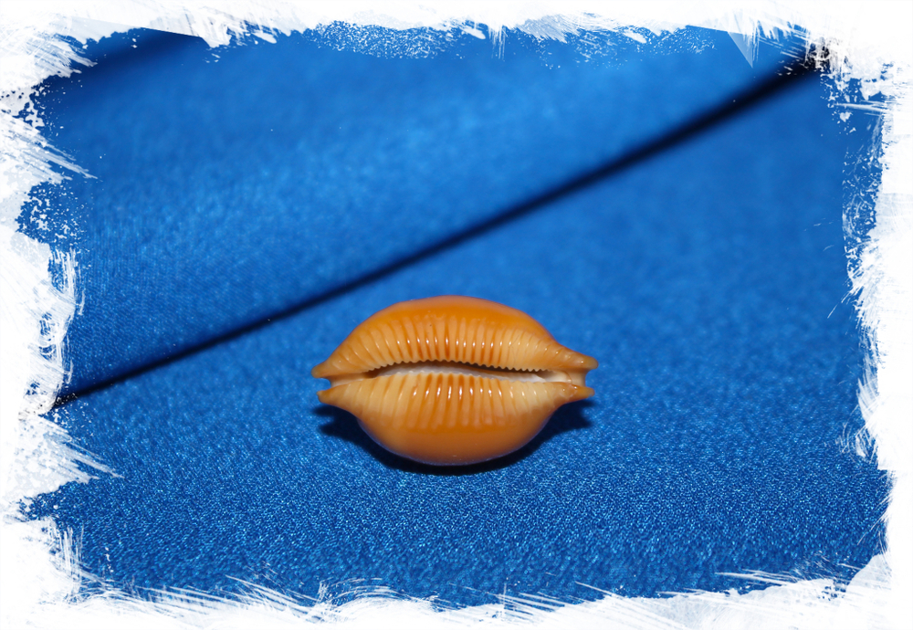 Ципрея глобулус (Pustularia globulus)