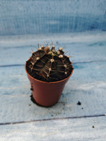Gymnocalycium Friedrichii (Гимнокалициум)