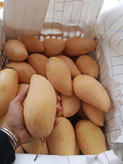 Манго королевский Нам Док Май семена 2 штуки