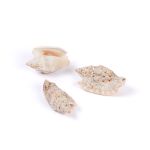 Ракушки декоративные, 3 шт, 6.3 см, Strombus Aurisdiane Asstd, Zlatka DRF-016