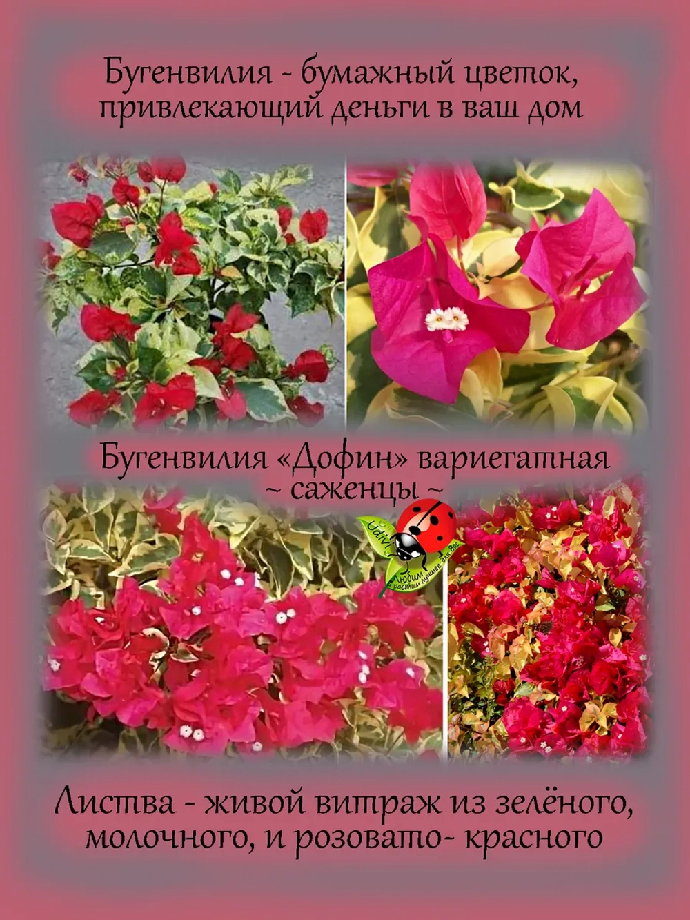 Бугенвилия Дофин денежный цветок