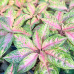 Аглаонема PERM POON SAB (В49)
