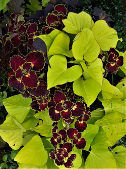 Trailing Burgundy колеус_Сейчас