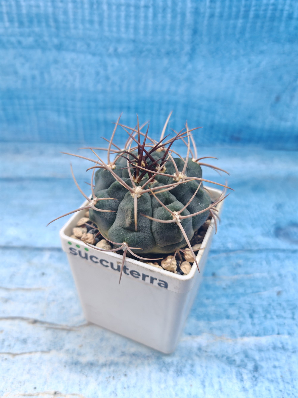 Gymnocalycium Cardenasianum (Гимнокалициум)