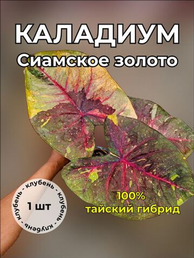 Каладиум Сиамское золото клубень