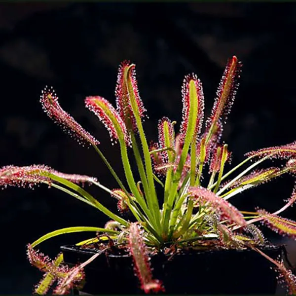 Росянка Drosera Capensis семена 10 шт