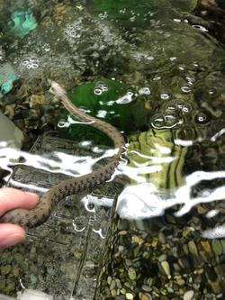 Уж водяной