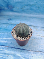 Euphoria Obesa (Эуфорбия)