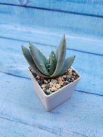 Aloe Peglerae (Алоэ)