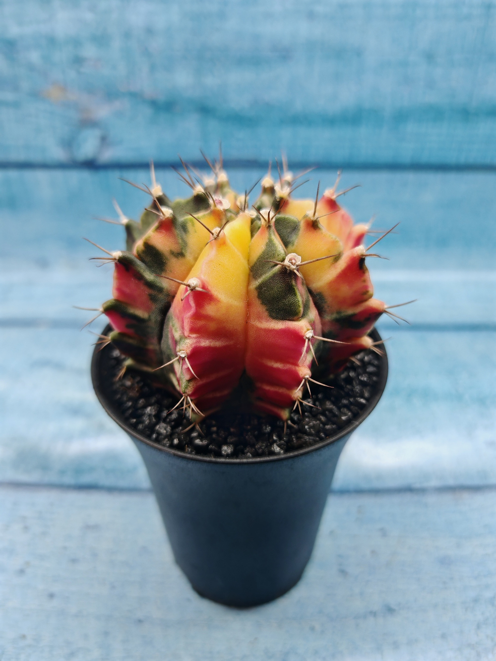 Gymnocalycium Variegata (Гимнокалициум Вариегатный)