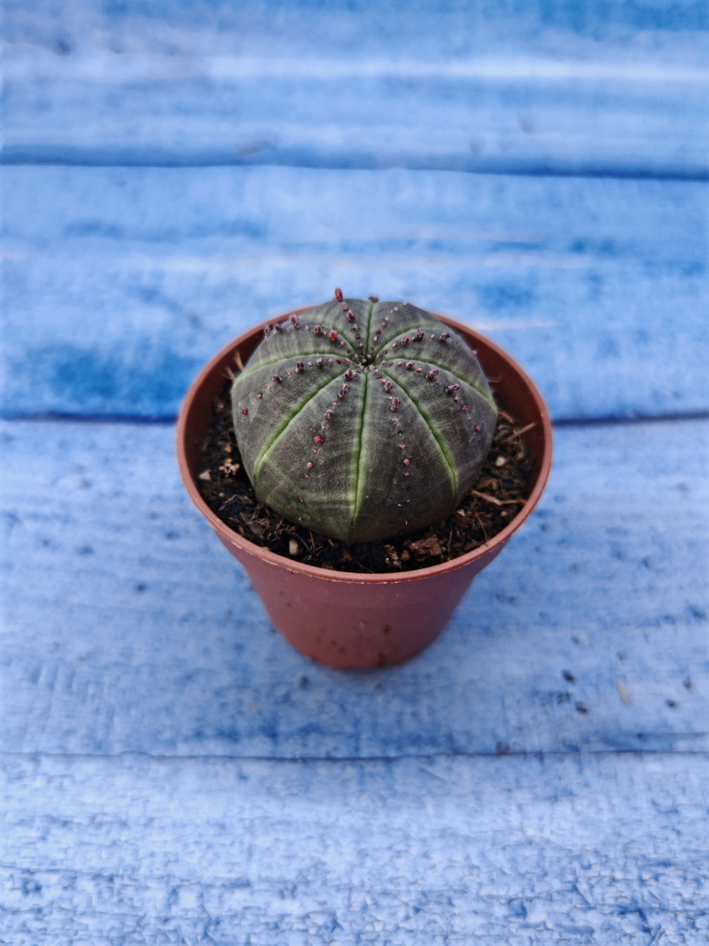 Euphorbia Obesa (Эуфорбия)