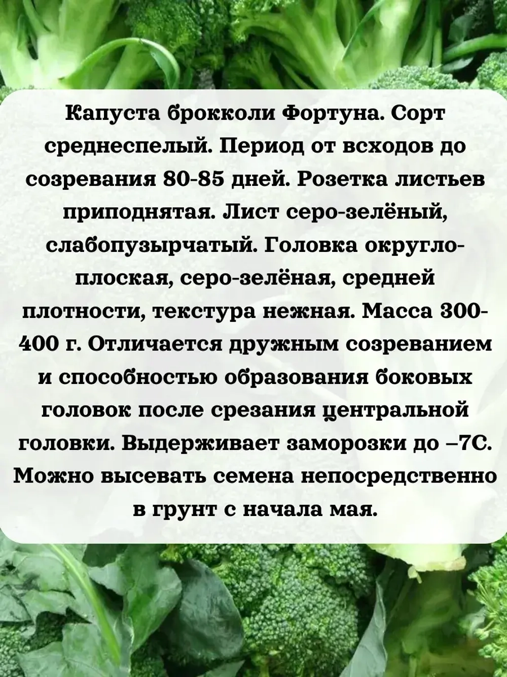 Семена Капуста брокколи Фортуна 1гр