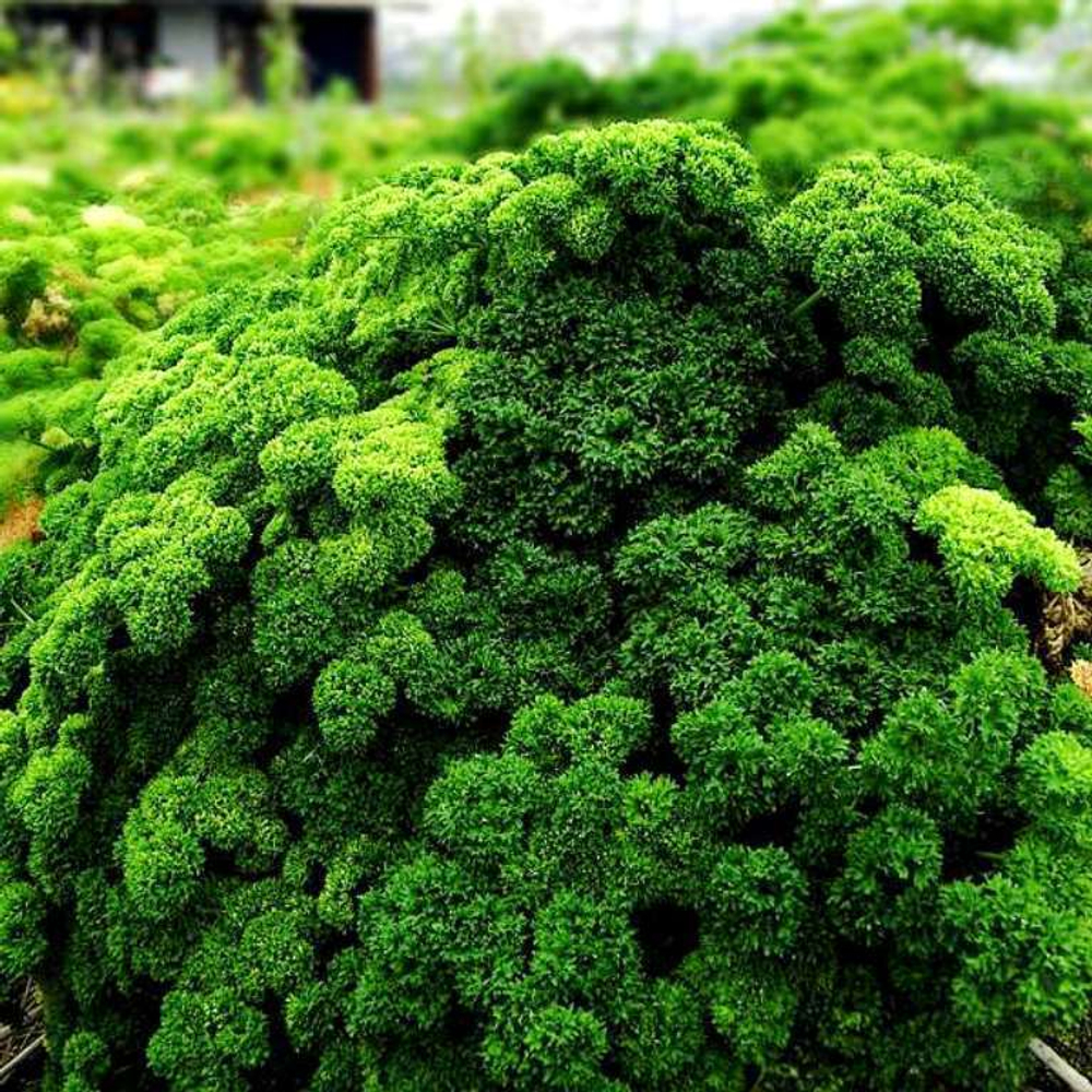 Петрушка Рыночная Курчавая