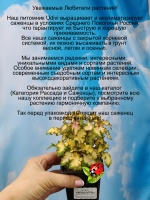 Колеус Мишура вегетативный