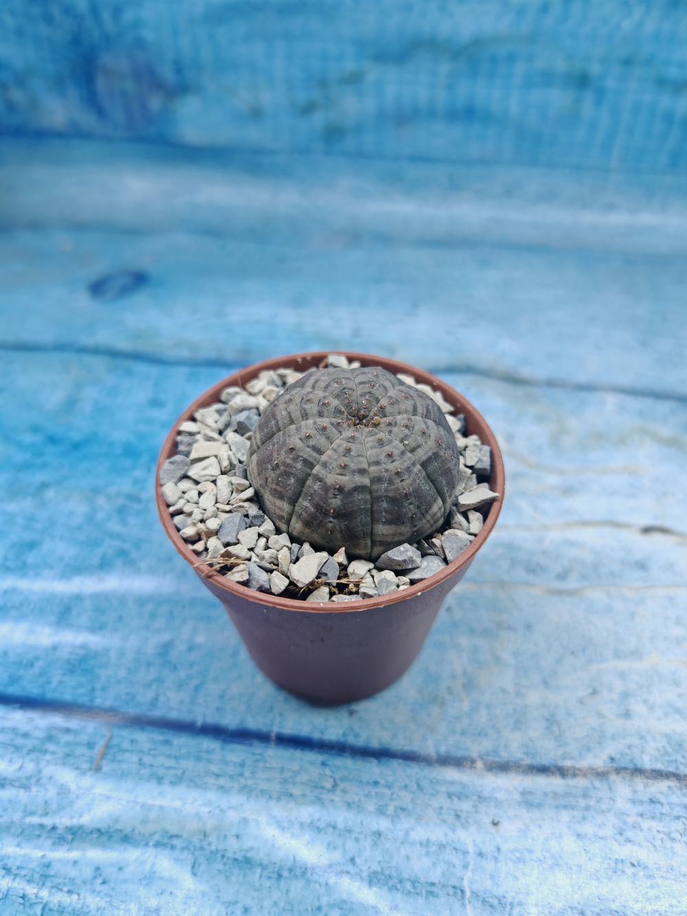 Euphoria Obesa (Эуфорбия)