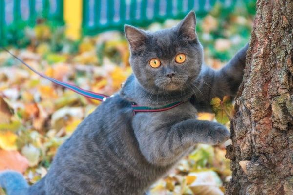 Нужна ли кошкам прогулка?