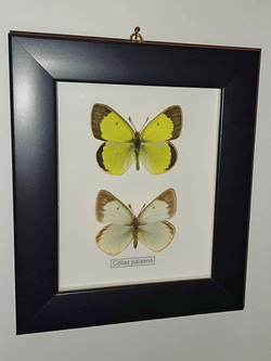 Желтушка Colias palaeno пара рамке