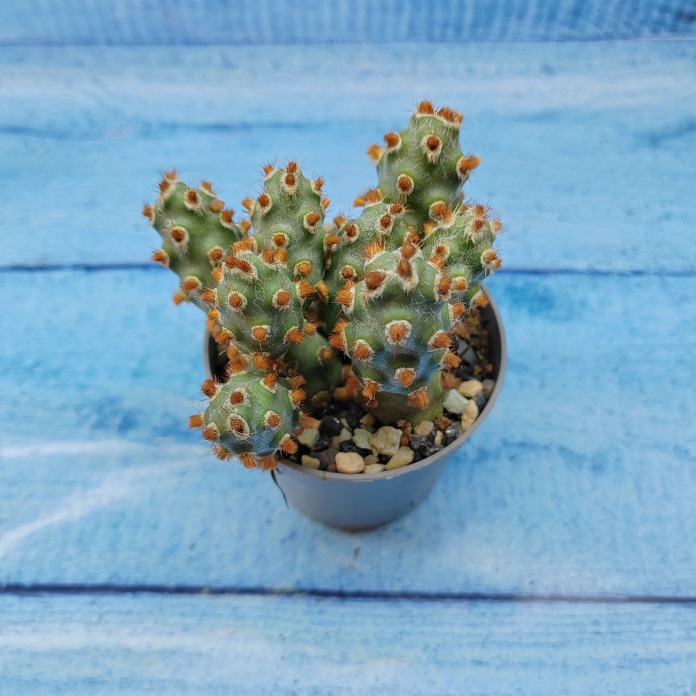 Tephrocactus Molinensis Red Glochids (Тефрокактус)