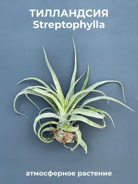 Тилландасия streptophylla, атмосферное растение