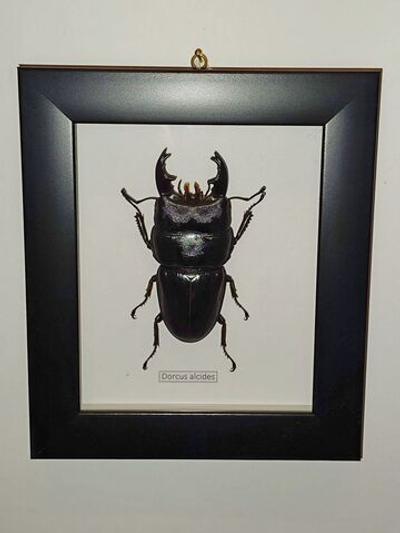 Жук-Рогач Dorcus alcides