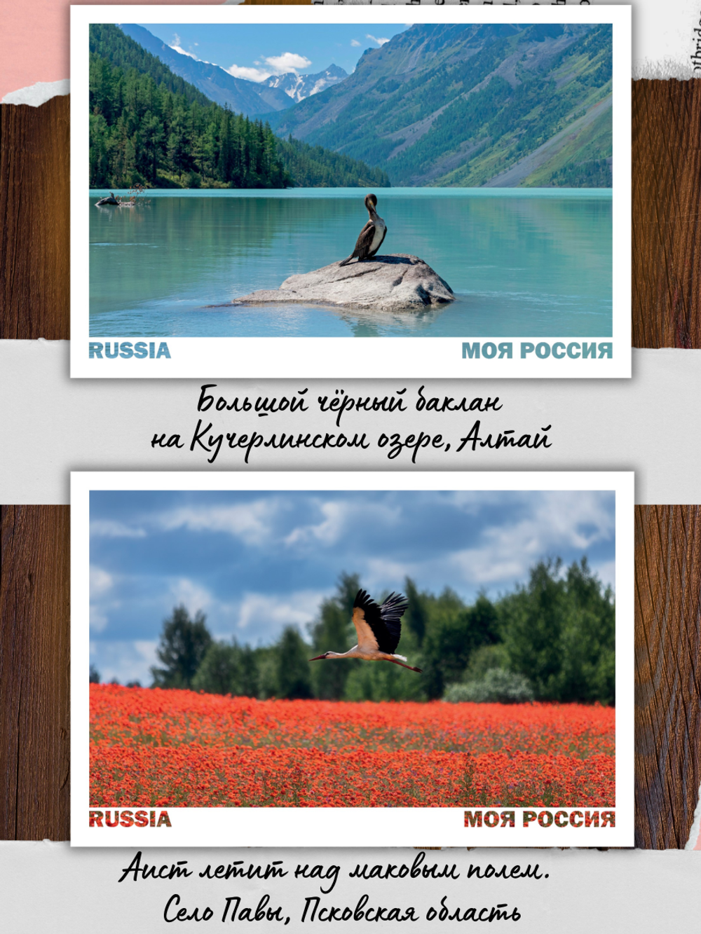 Моя Россия. Птицы
