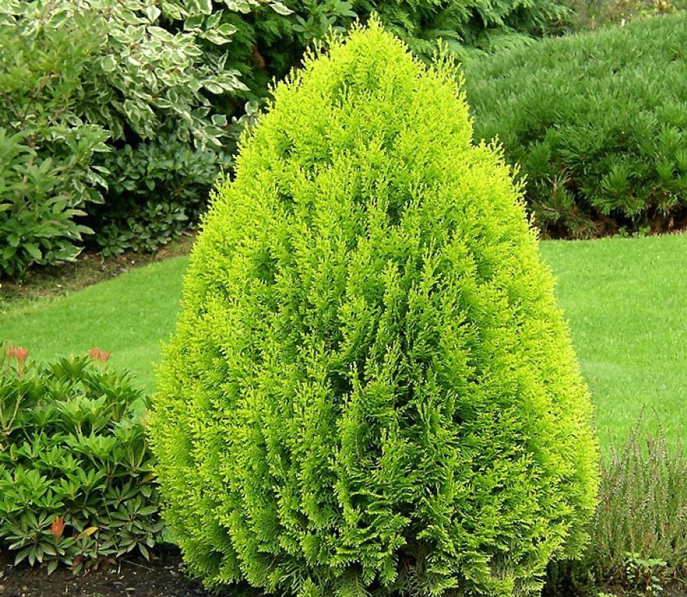 Туя Aurea Nana