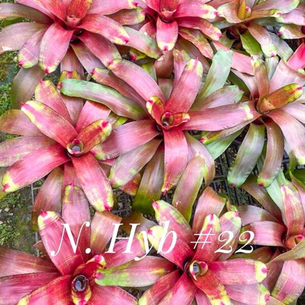 Неорегелия HYB #22