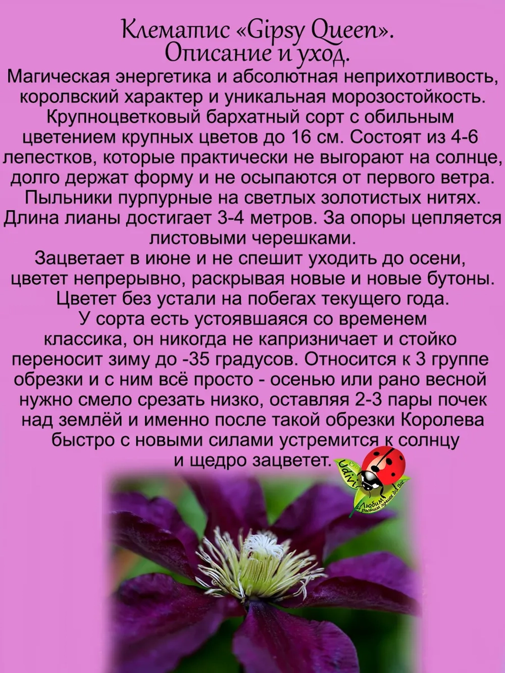 Клематис Цыганская Королева Джипси Куин постоянноцветущий