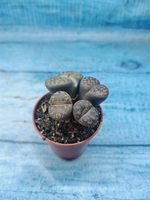 Lithops sp. (Литопсы)