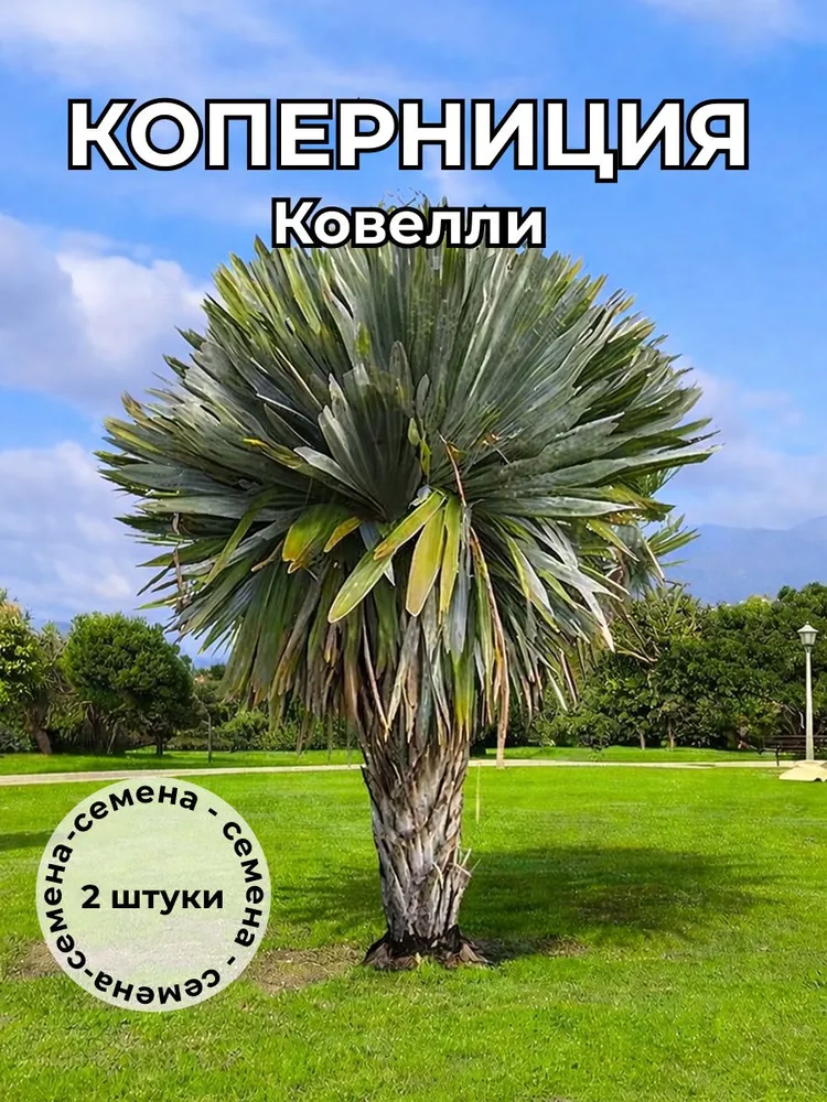 Коперниция ковелли (Copernicia cowellii) — семена, 2 шт.