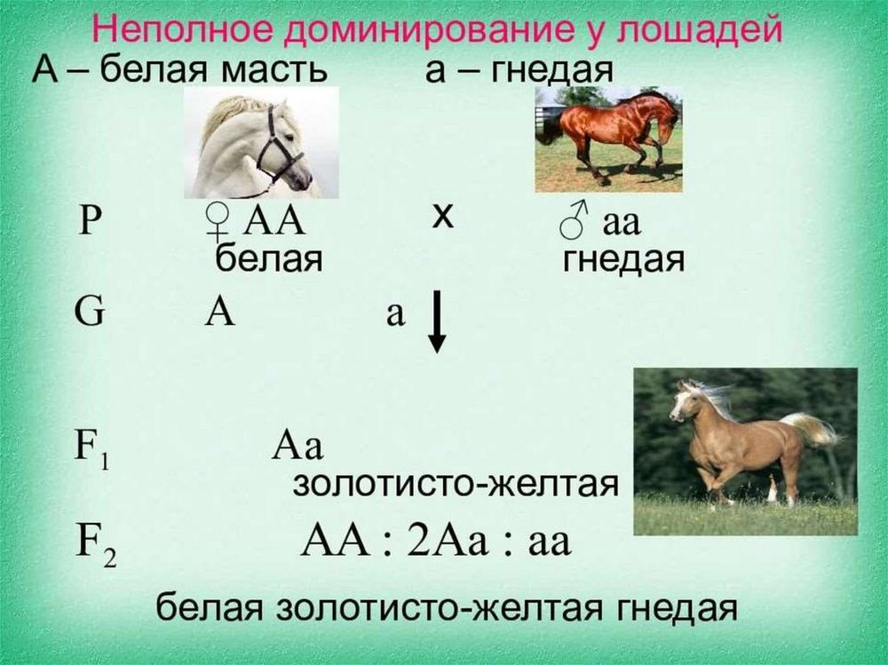 Модель-аппликация Неполное доминирование и взаимодействие генов — купить по ФГОС | Учебный стандарт